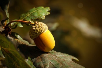 De la forêt à l'arbre...