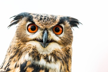 Oiseaux de la Montagne Noire et du Tarn Sud